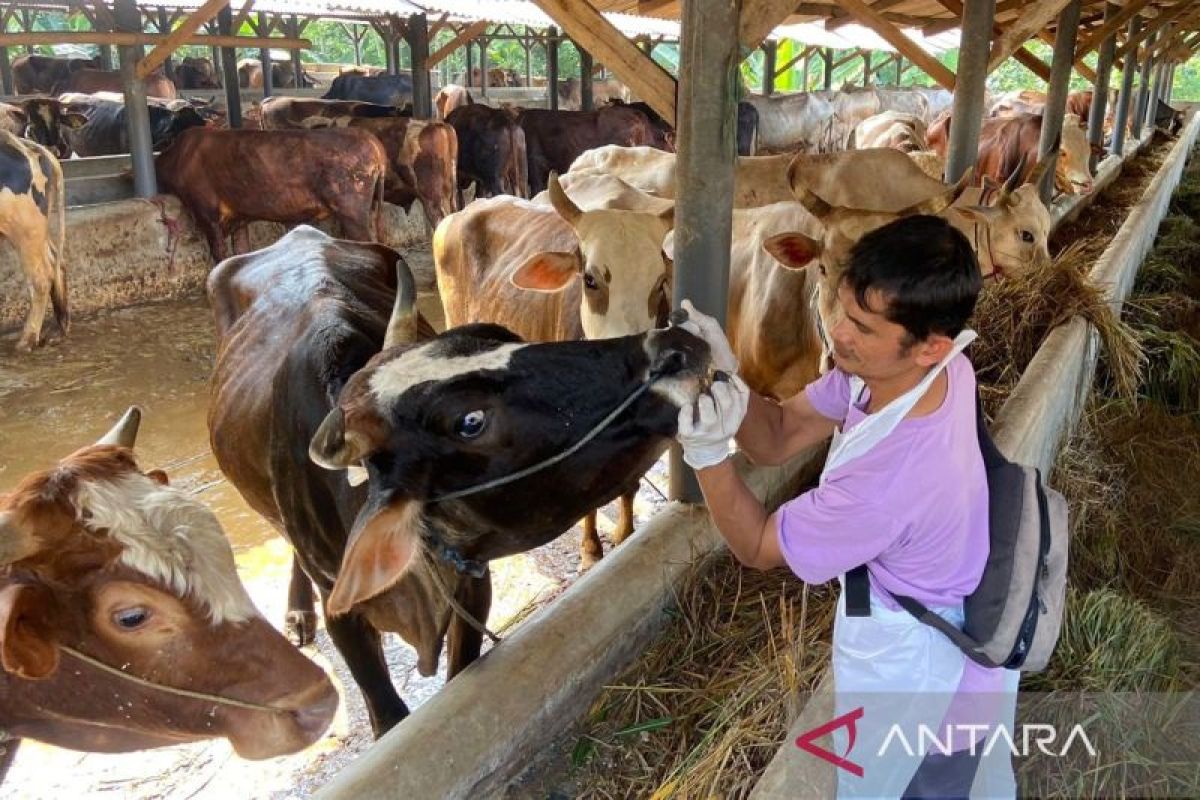 DKPP Jabar: Jelang Idul Adha peredaran hewan kurban sekitar 80 ribu